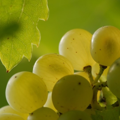 Mueller-Thurgau Beeren nah p
